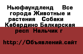 Ньюфаундленд  - Все города Животные и растения » Собаки   . Кабардино-Балкарская респ.,Нальчик г.